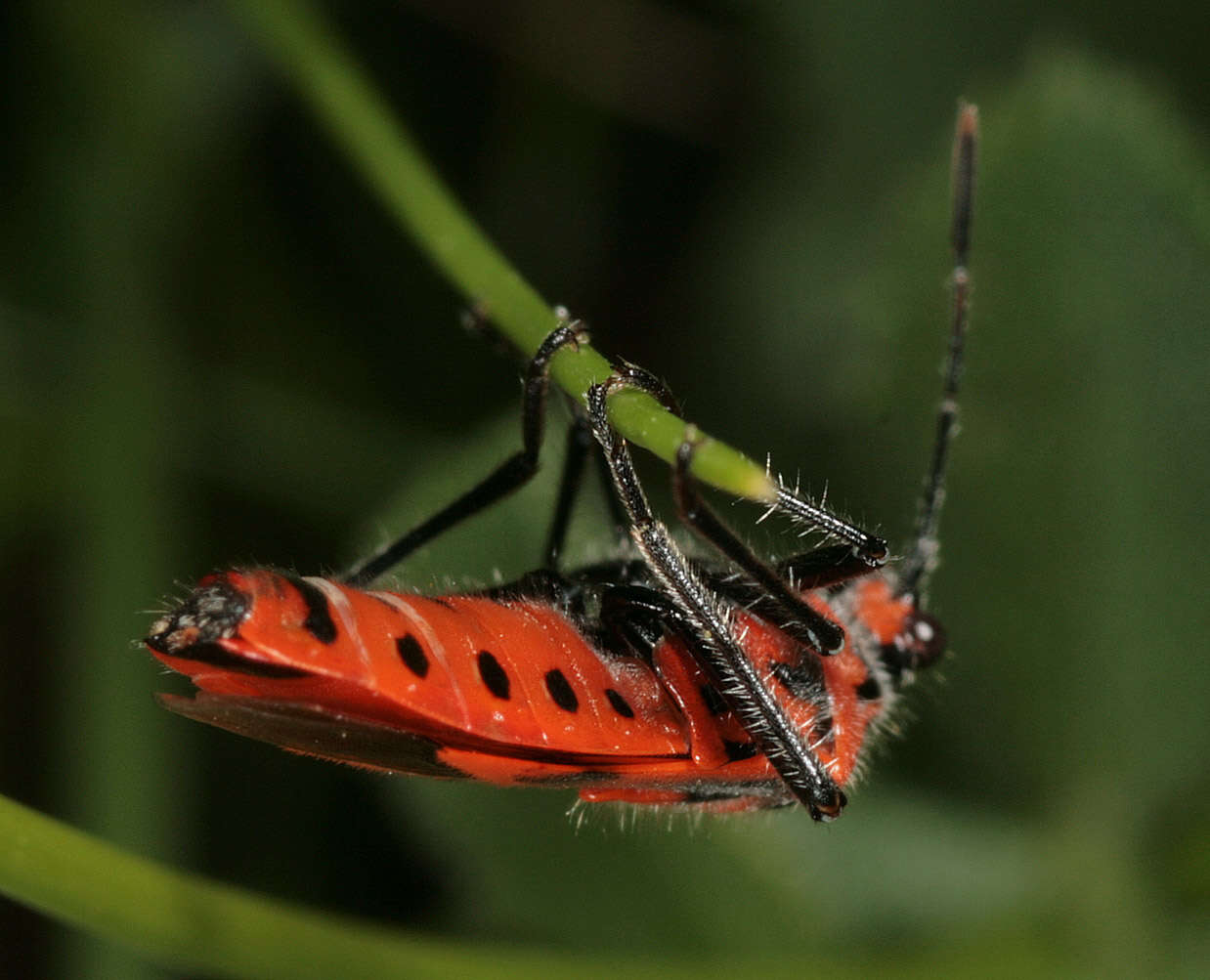 Image of black & red squash bug