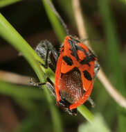 Image of black & red squash bug