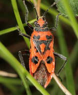 Image of black & red squash bug