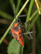 Image of black & red squash bug