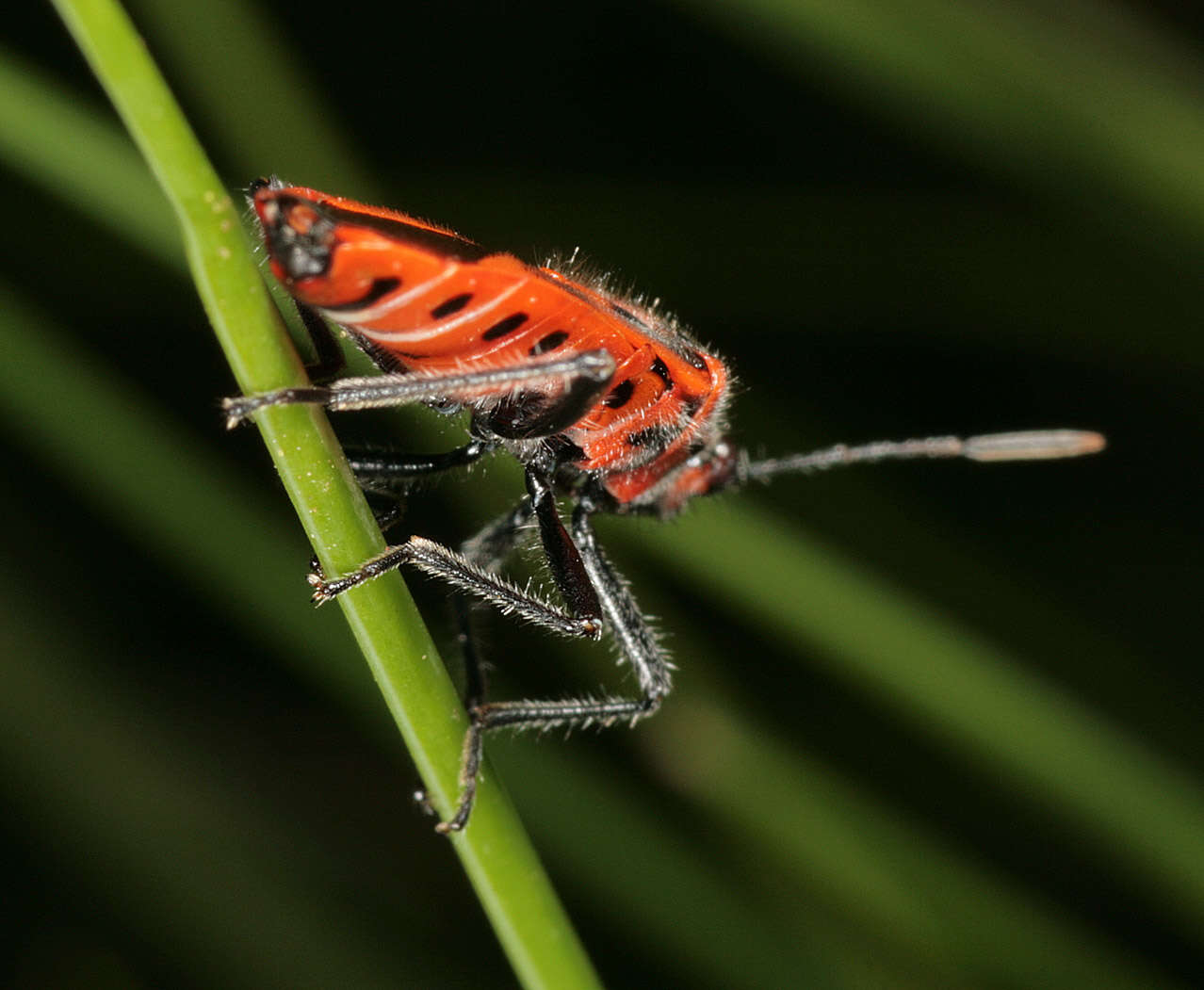 Image of black & red squash bug