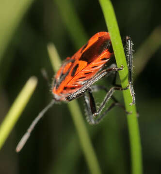 Image of black & red squash bug