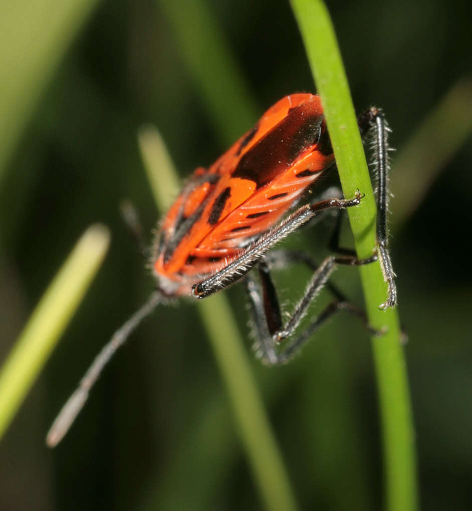 Image of black & red squash bug