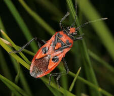 Image of black & red squash bug