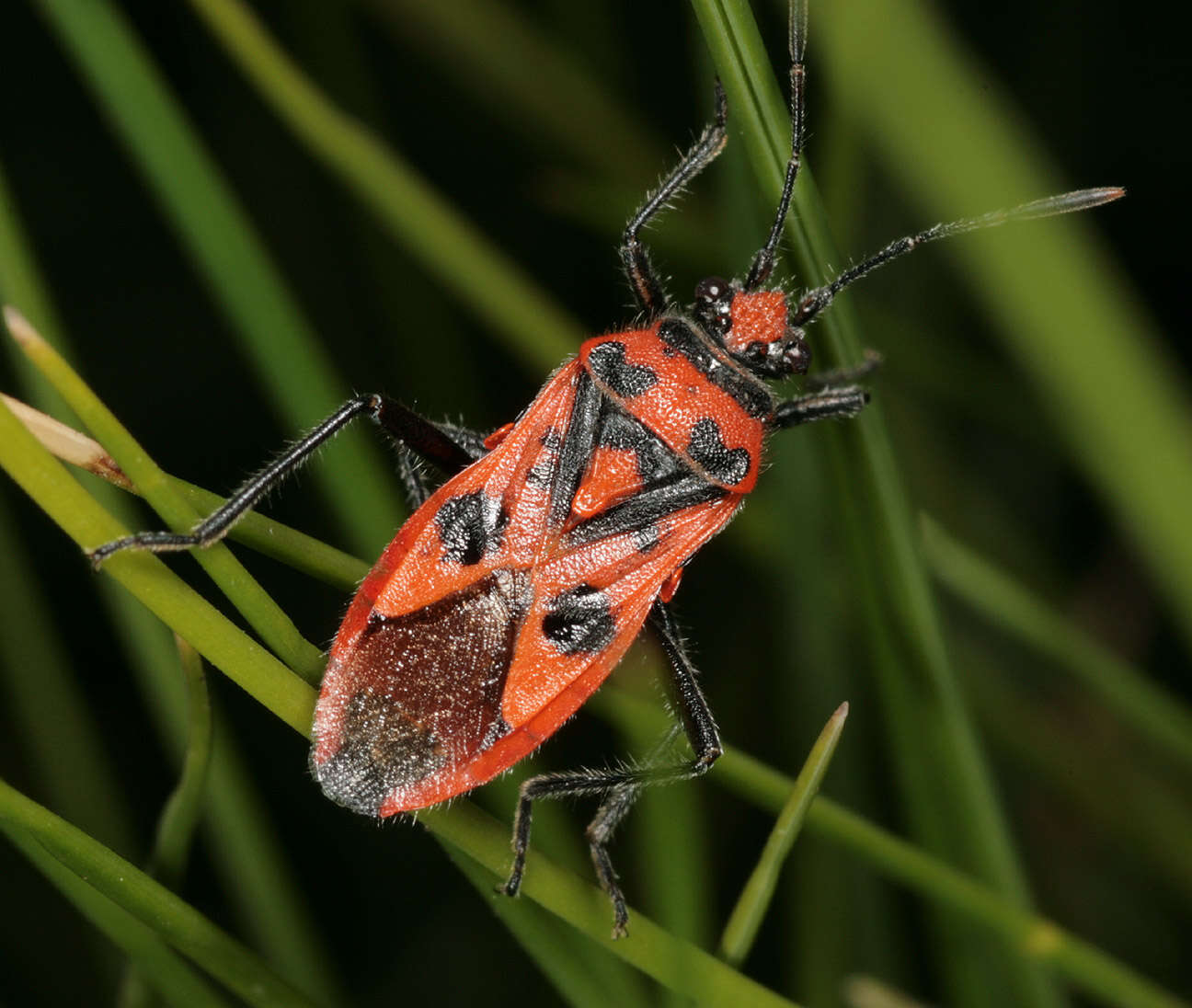 Image of black & red squash bug