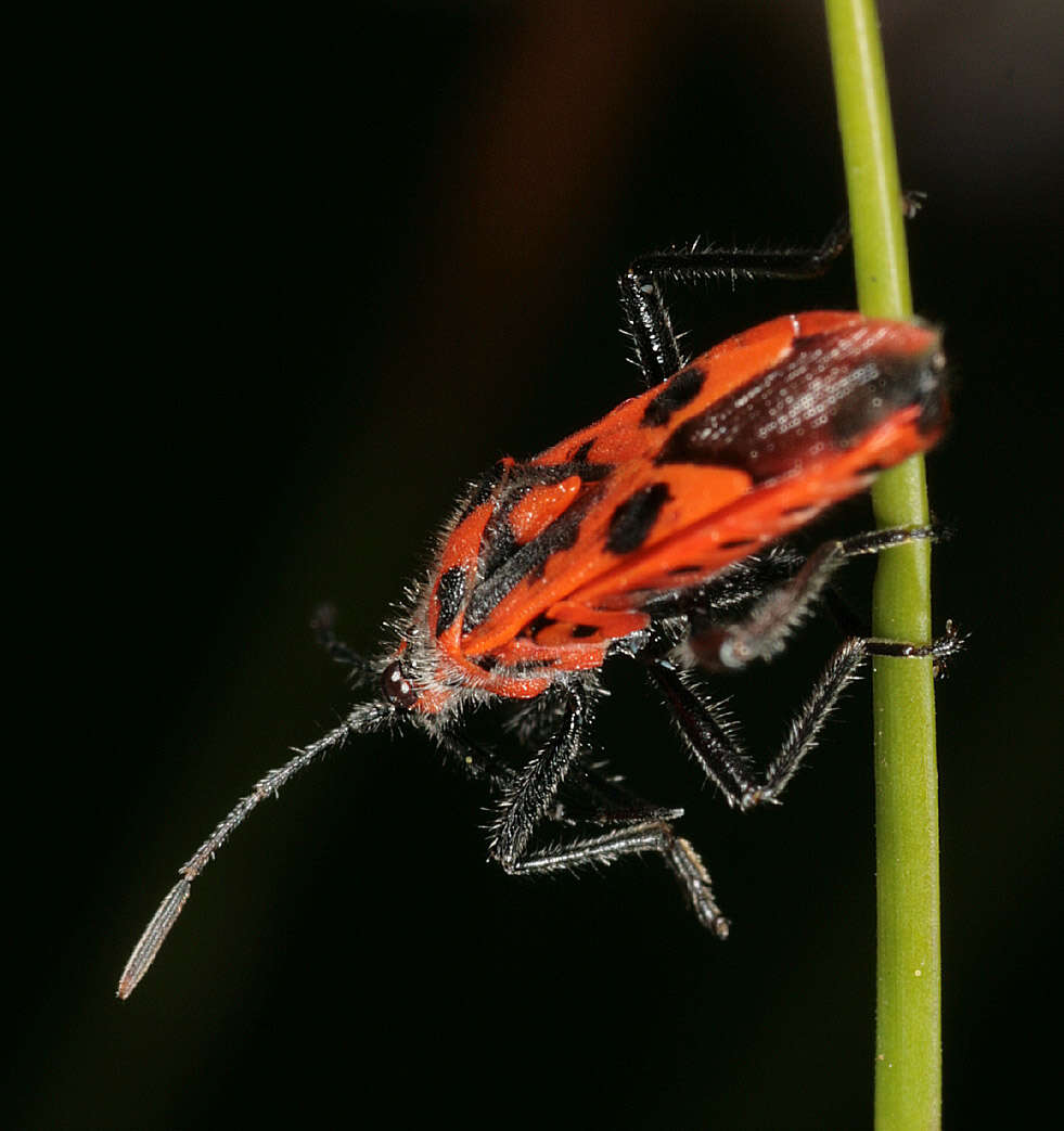 Image of black & red squash bug