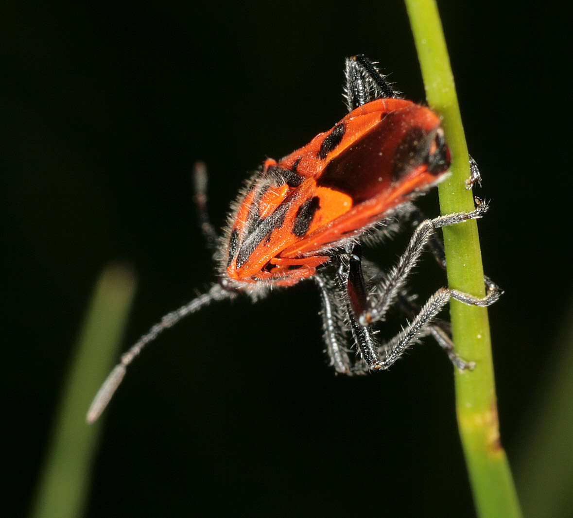 Image of black & red squash bug