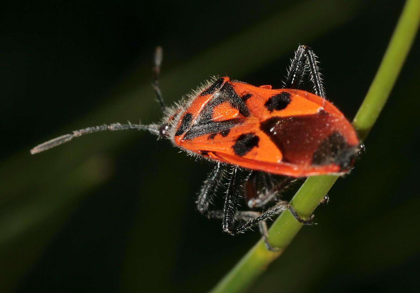 Image of black & red squash bug