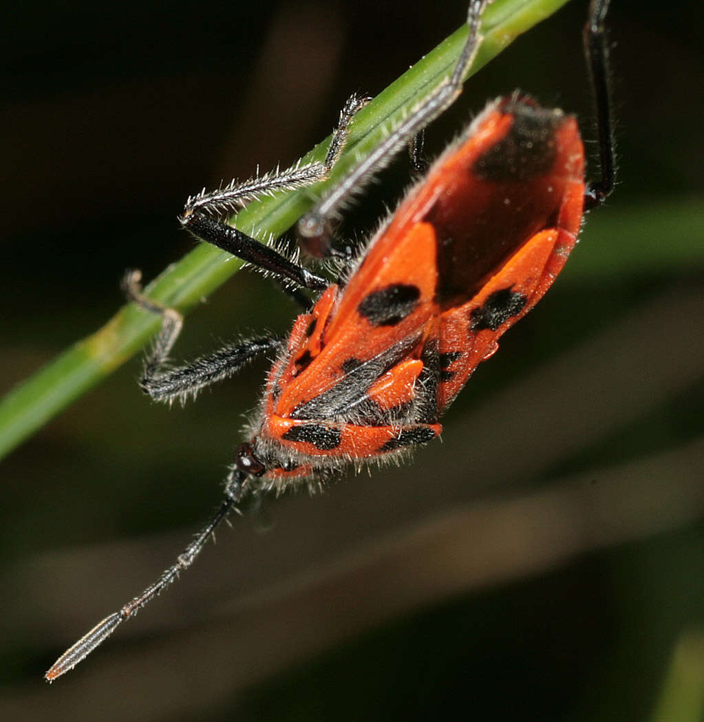 Image of black & red squash bug