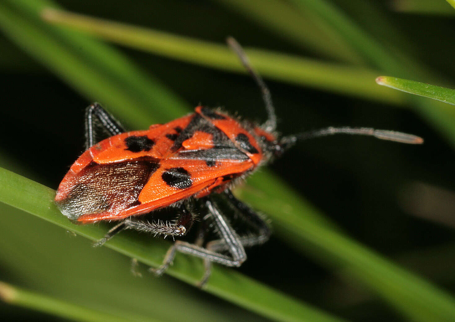 Image of black & red squash bug