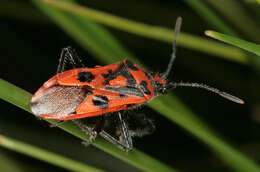 Image of black & red squash bug