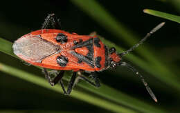 Image of black & red squash bug