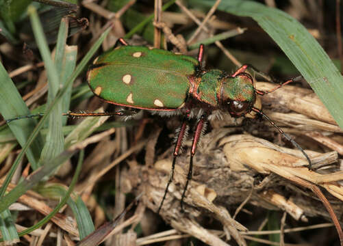 Image of Green tiger beetle