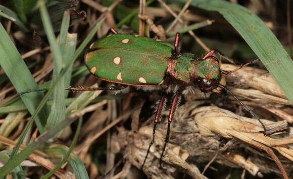 Image of Green tiger beetle