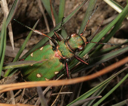 Image of Green tiger beetle