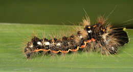 Image of knot grass