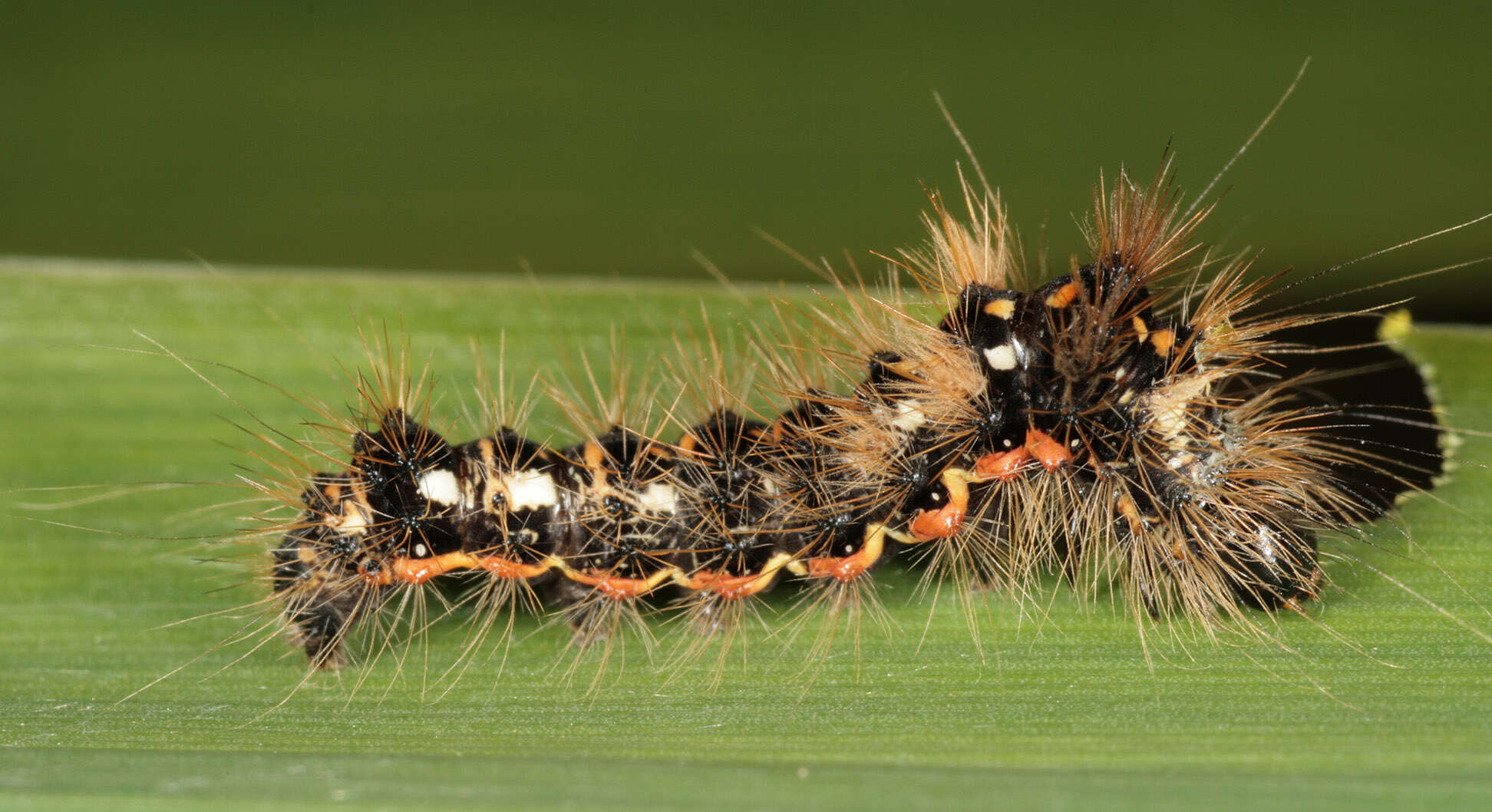 Image of knot grass