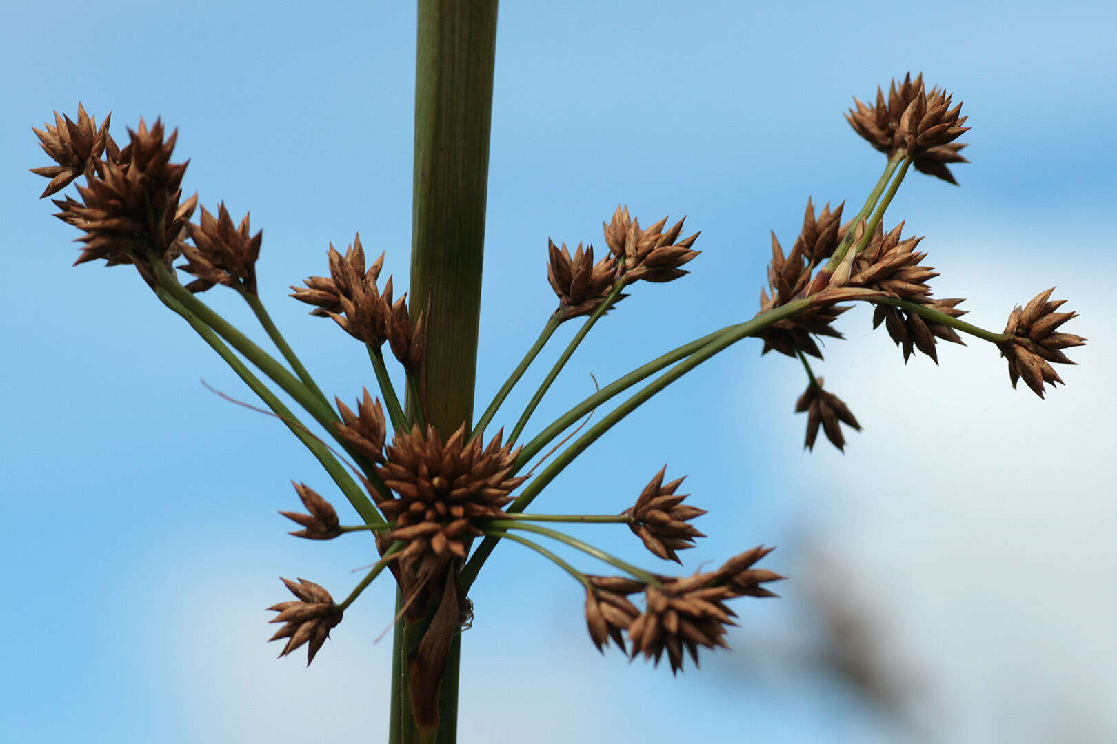 Image of Fen Sedge