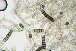 Image of Microascales
