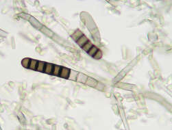 Image of Microascales