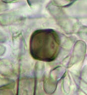 Image of Thielaviopsis