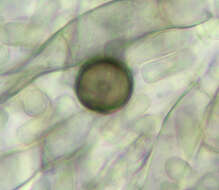 Image of Thielaviopsis