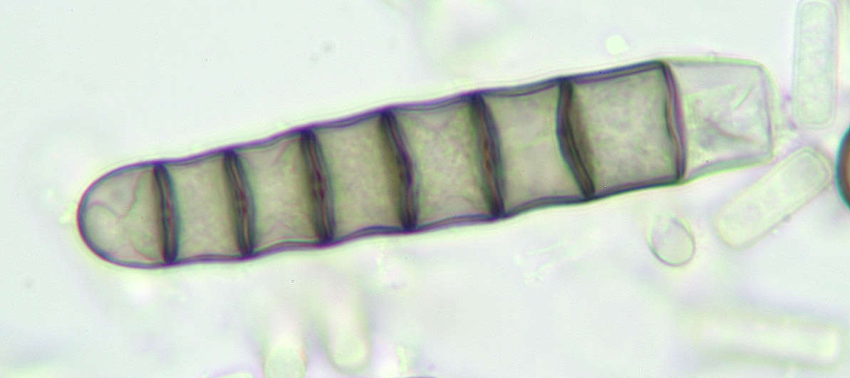 Thielaviopsis resmi