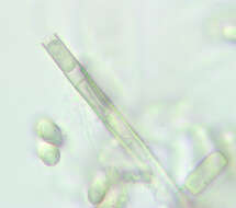 Thielaviopsis resmi