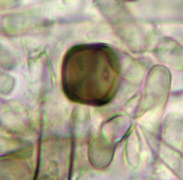 Thielaviopsis resmi