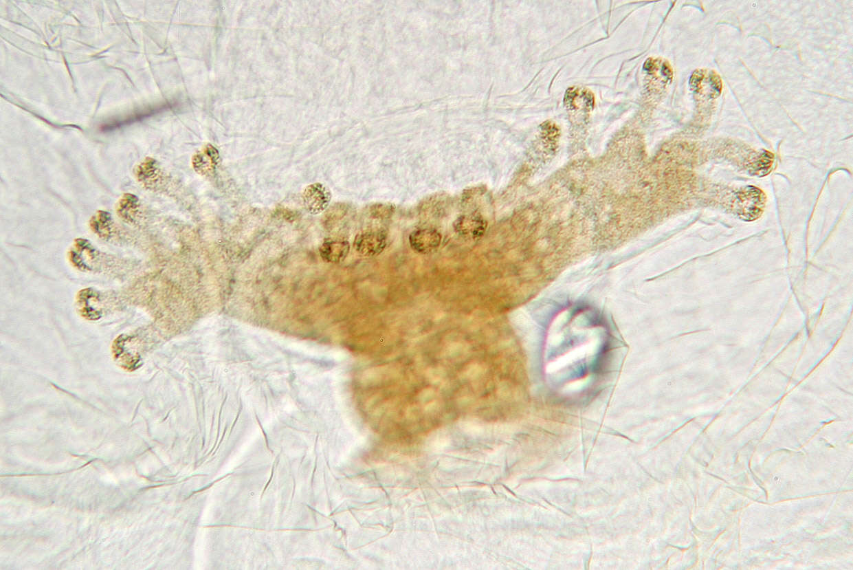 Sivun Botanophila seneciella (Meade 1892) kuva