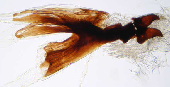 Image of Botanophila seneciella (Meade 1892)