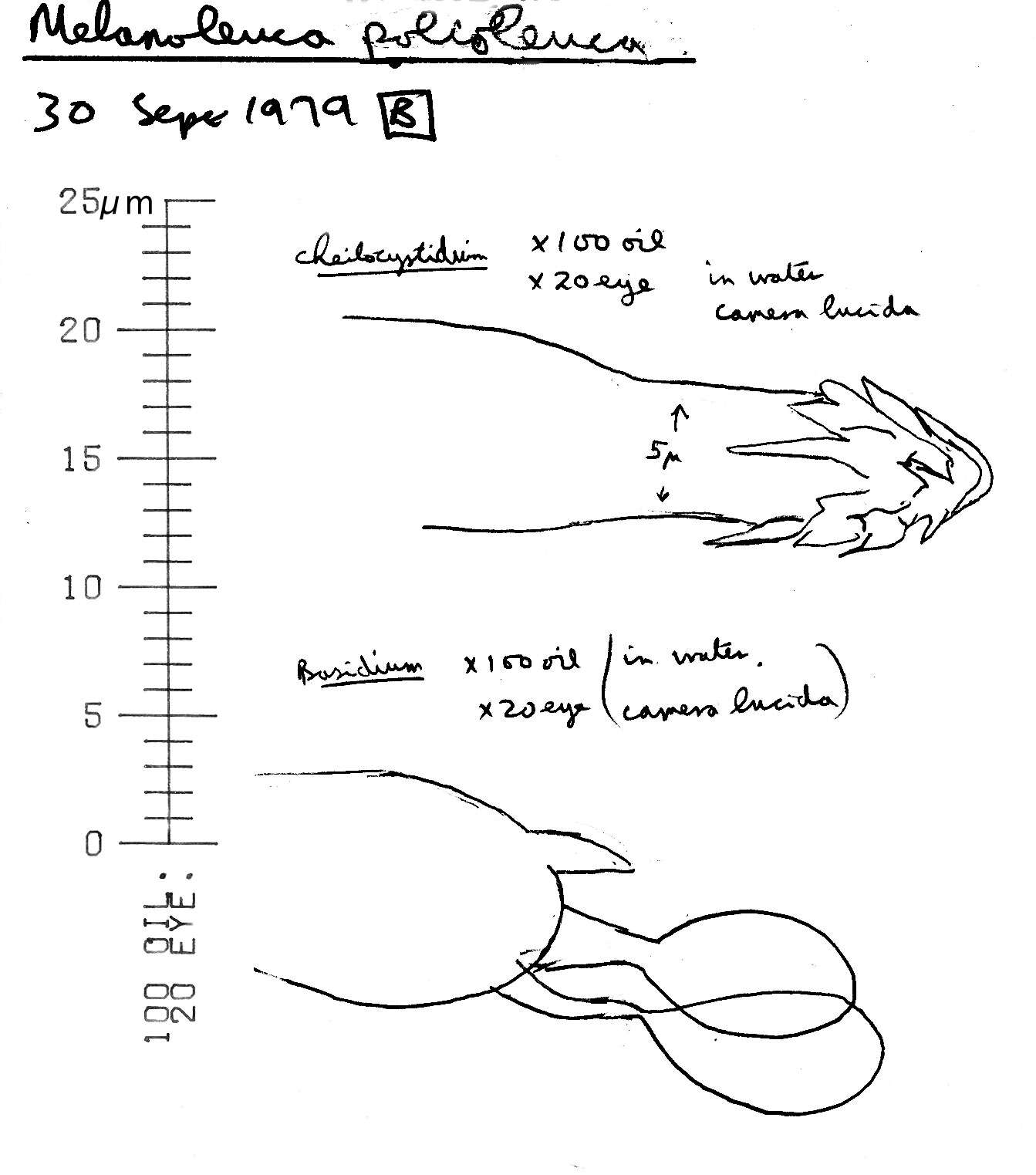 Image of Melanoleuca polioleuca (Fr.) Kühner & Maire 1934