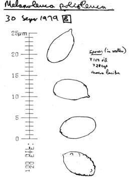 Image of Melanoleuca polioleuca (Fr.) Kühner & Maire 1934