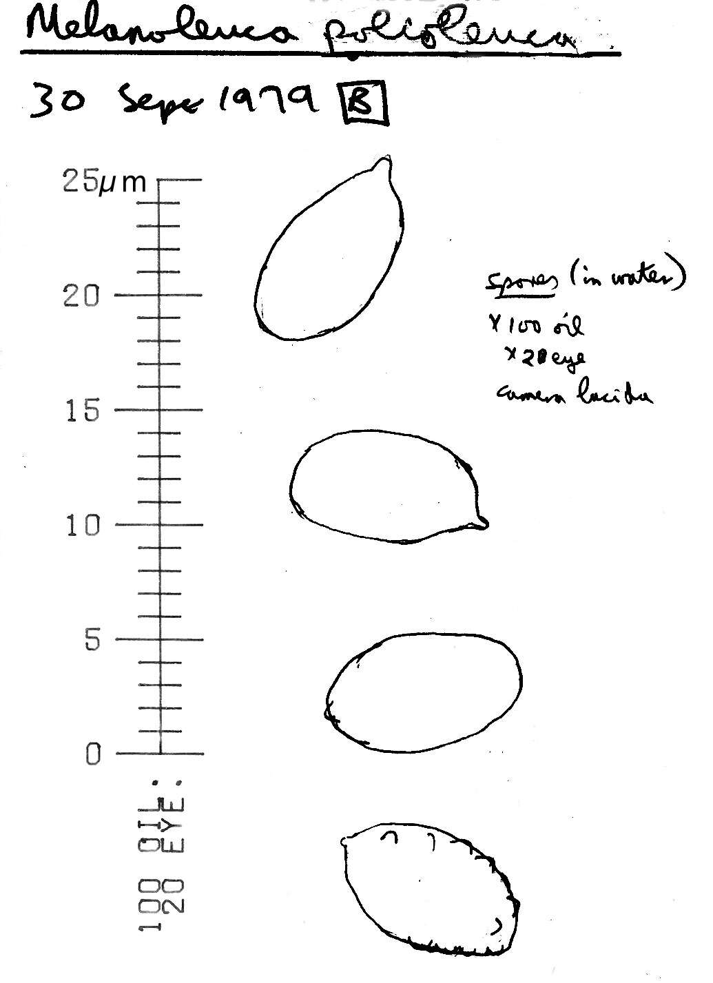 Image of Melanoleuca polioleuca (Fr.) Kühner & Maire 1934