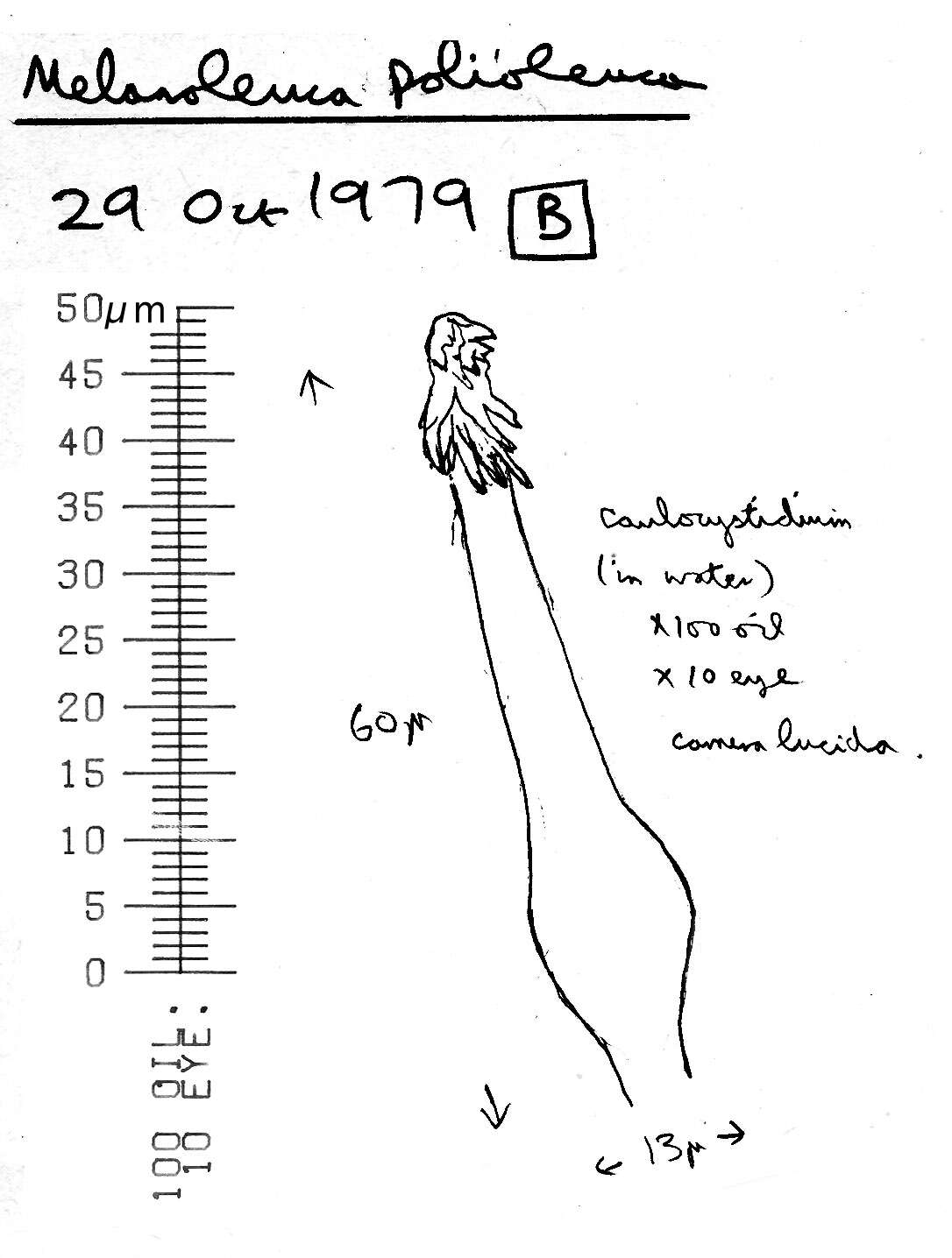 Image of Melanoleuca polioleuca (Fr.) Kühner & Maire 1934