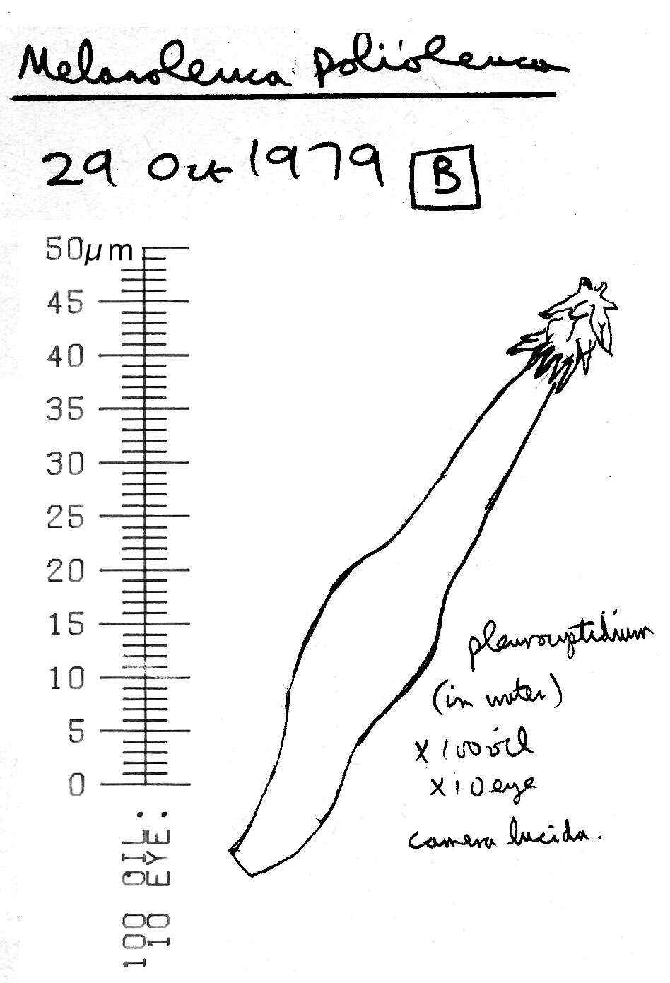 Image of Melanoleuca polioleuca (Fr.) Kühner & Maire 1934