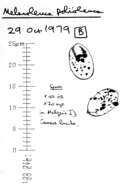 Image of Melanoleuca polioleuca (Fr.) Kühner & Maire 1934