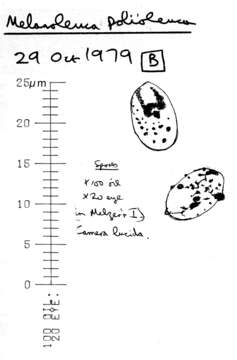 Image of Melanoleuca polioleuca (Fr.) Kühner & Maire 1934