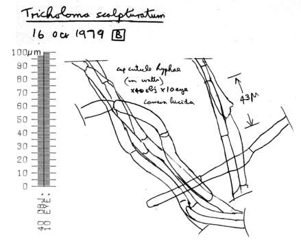 Image of Tricholoma scalpturatum (Fr.) Quél. 1872