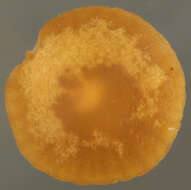 Image de Galerina vittiformis (Fr.) Singer 1950