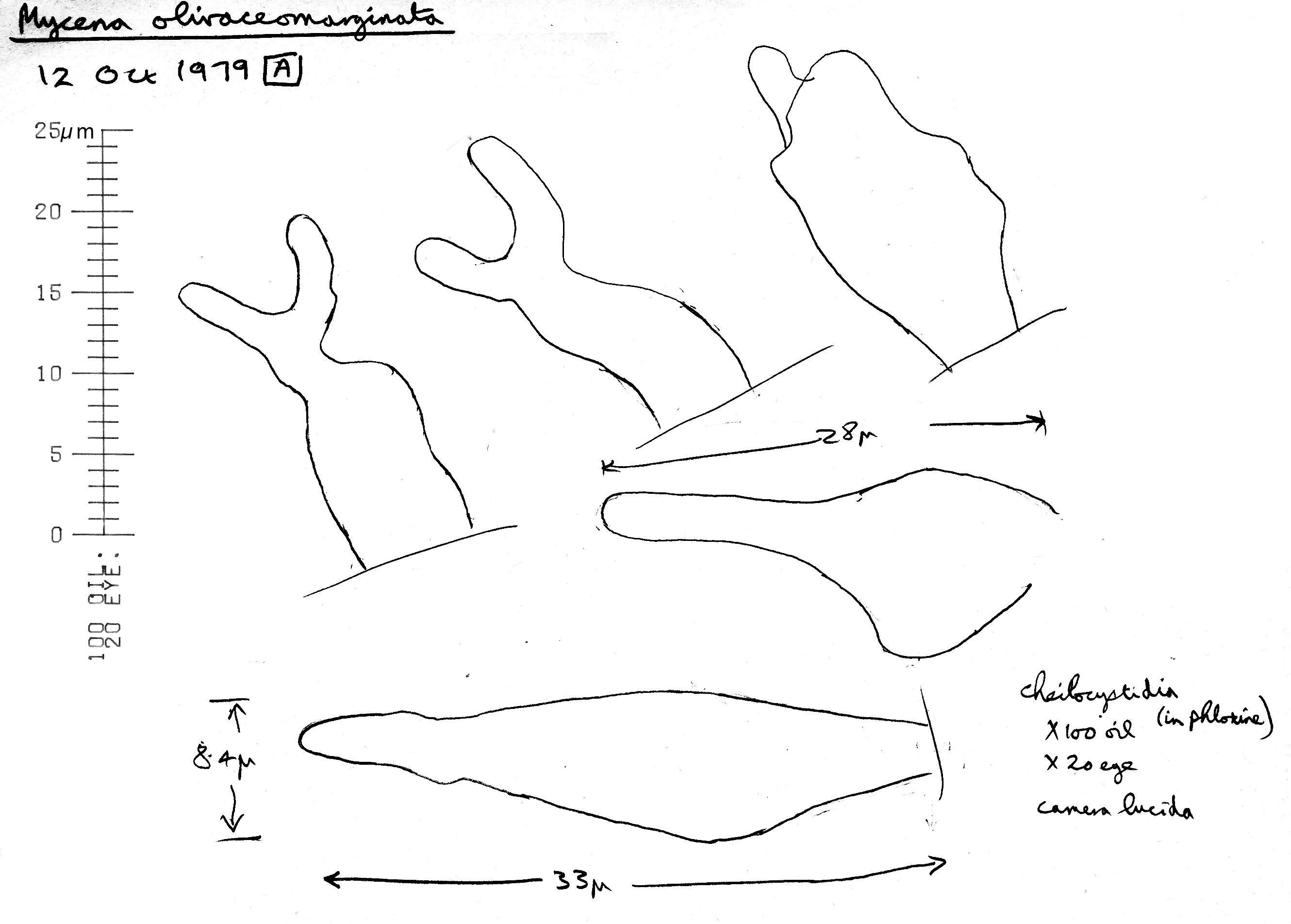 Image of Mycena olivaceomarginata (Massee) Massee 1893