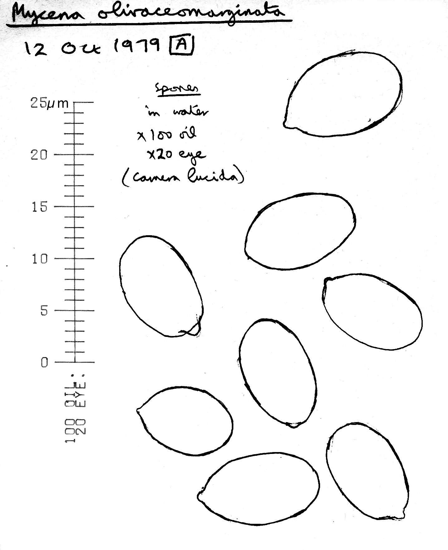 Image of Mycena olivaceomarginata (Massee) Massee 1893