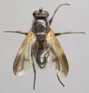 Paykullia maculata (Fallen 1815)的圖片