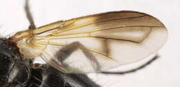 Paykullia maculata (Fallen 1815)的圖片