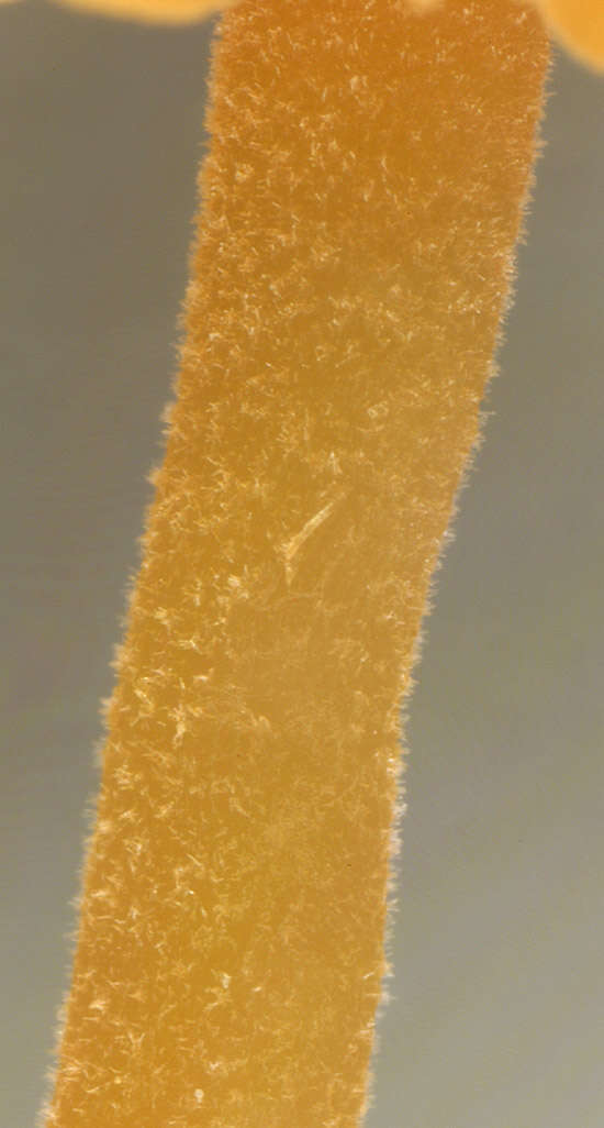 Image of Galerina vittiformis (Fr.) Singer 1950