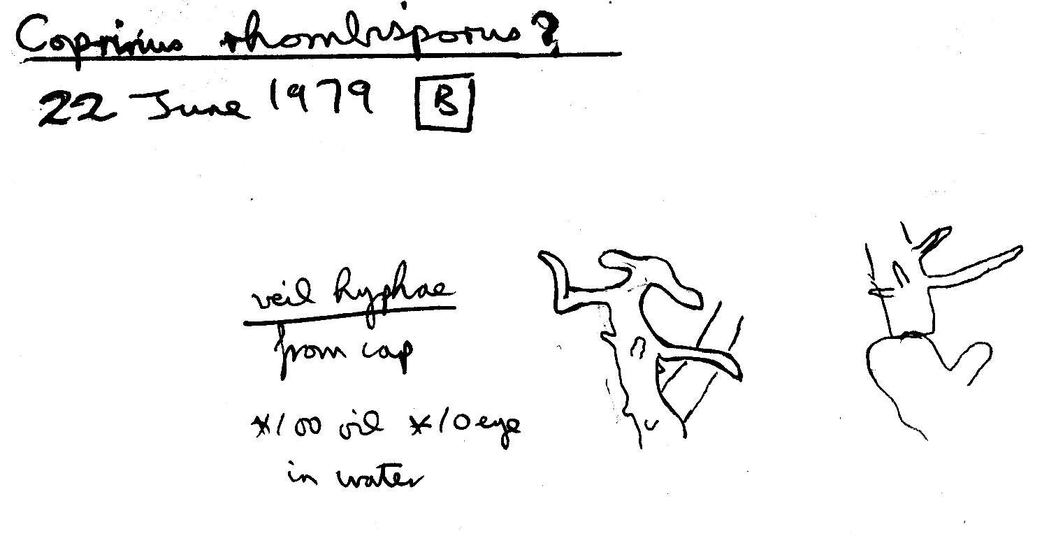 Imagem de Coprinopsis friesii (Quél.) P. Karst. 1881