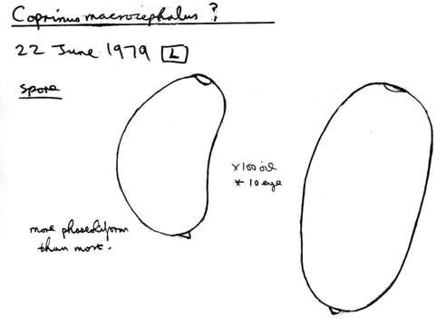 Image of Coprinellus flocculosus (DC.) Vilgalys, Hopple & Jacq. Johnson 2001