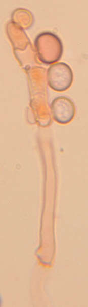 Image of Phleogena