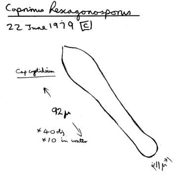 Image of Coprinellus marculentus (Britzelm.) Redhead, Vilgalys & Moncalvo 2001