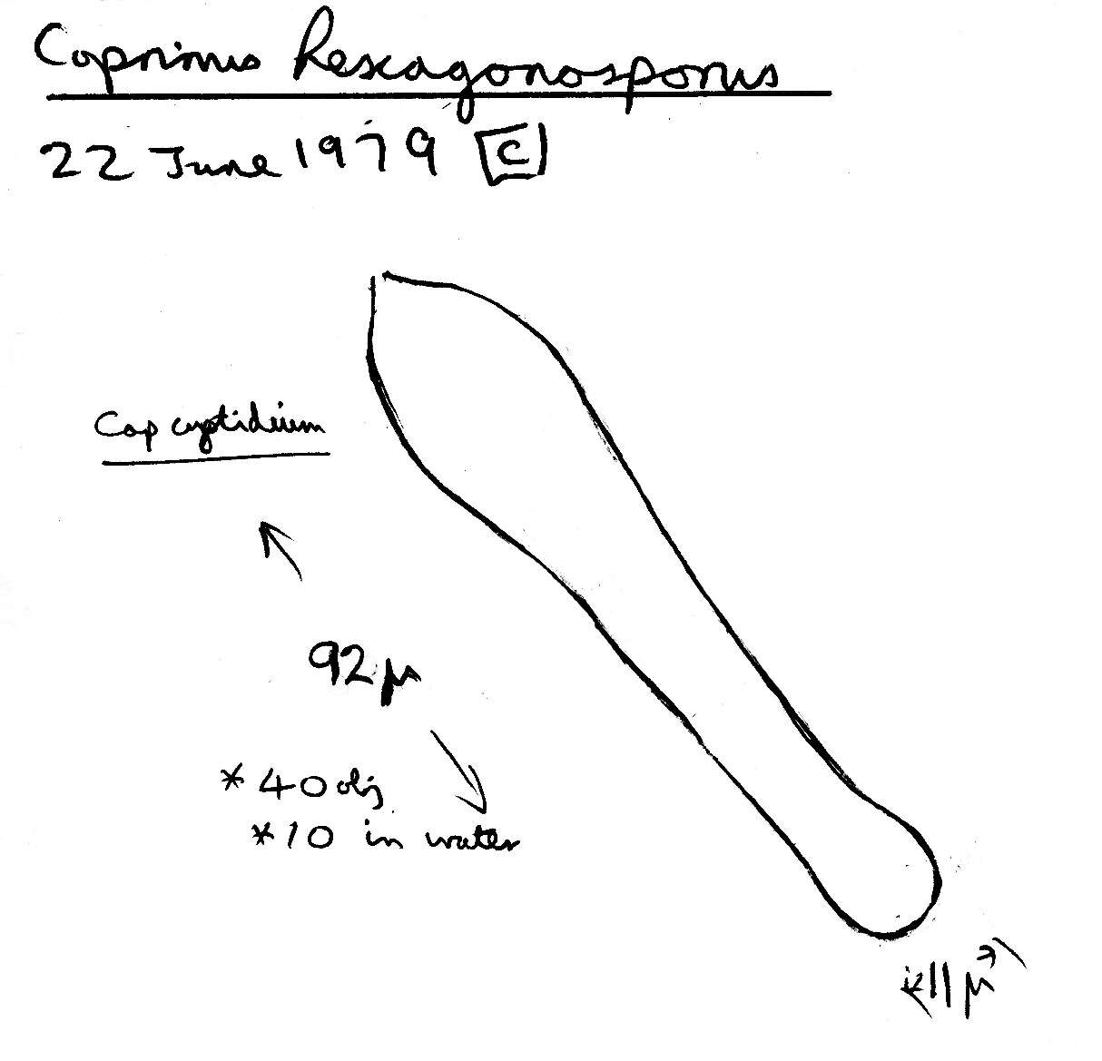 Image of Coprinellus marculentus (Britzelm.) Redhead, Vilgalys & Moncalvo 2001